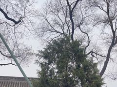-白云观