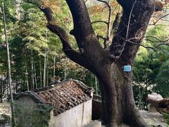 -塔川景区