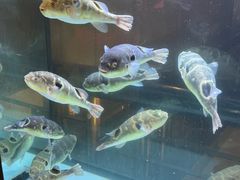 -肆月河豚·淮扬菜·湘菜(华天店)