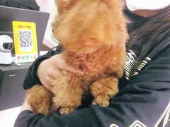 -喵百万·布偶·蓝金金渐层英短·猫舍(百子湾店)