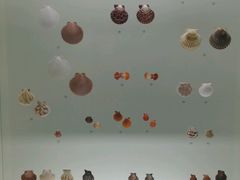 -青岛贝壳博物馆