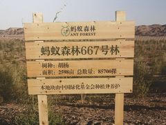 -金塔沙漠胡杨林景区
