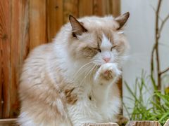 -喵屿·大理花园猫咖