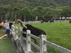 -瑞穗牧场