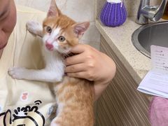 -动物缘宠物医院·骨科·猫科(西二环店)