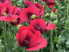 -国家植物园南园