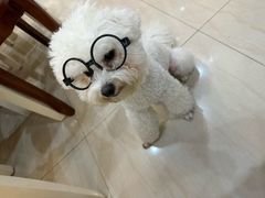 -翊宠yipet猫狗购宠庄园犬舍•猫舍