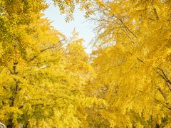 -三里屯东五街银杏大道