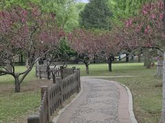 -莲花池公园