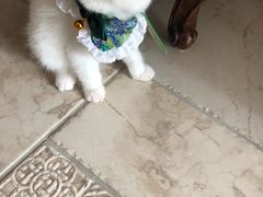 -猫大福·Fortune Cat猫舍(百子湾店)