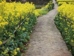 -新安江山水画廊风景区