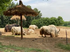 -北京野生动物园