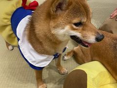 -逗柴咖啡屋·狗咖猫咖宠物桌游
