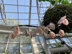 -石家庄市植物园