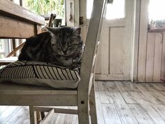 -海边的猫和咖啡馆