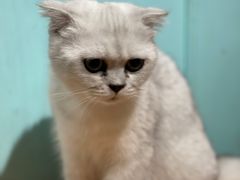 -猫小院猫主题餐厅(三里屯店)