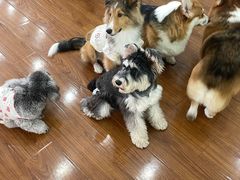 -汪说·狗咖·拼豆·宠物周边DIY(旺城大厦店)