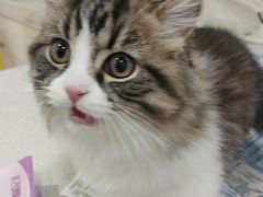 -佳雯宠物医院·皮肤科·内外科(春晓路分院)