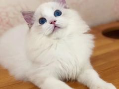 -Bastet sally猫舍购宠(静安店)