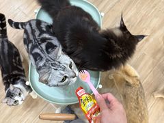 -李小姐の猫咖啡馆(五角场店)