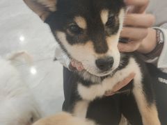 -柴犬小屋·柴餐厅·狗咖食堂(金鼎广场店)