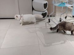 -怪兽屋·羊驼·猫咖·狗咖(俊华广场店)