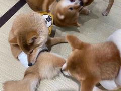 -逗柴咖啡屋·狗咖猫咖宠物桌游