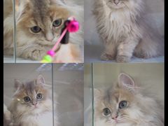 -lincat·猫舍(广州店)