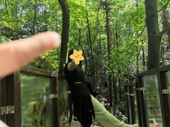 -云碧峰国家森林公园