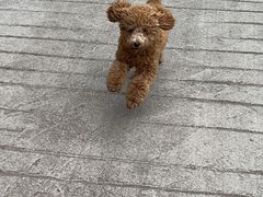 -贝来恩24H动物医院·转诊中心(稻香路店)