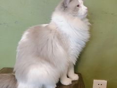 -猫猫幼稚园·撸猫·桌游·电玩