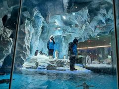 -帝企鹅自助餐厅•儿童岛•真企鹅(长隆企鹅酒店)