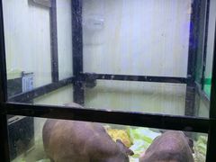 -大自然花鸟鱼虫市场