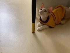 -猫在这儿猫咪咖啡馆·撸猫馆
