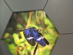 -上海昆虫博物馆