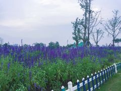 -荷兰花海