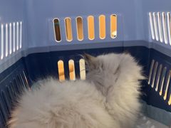 -联合动物医院(光谷诊疗中心)