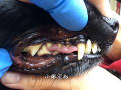 -PETKIT小佩宠物(古北店)