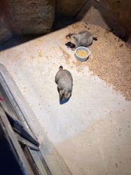 -酷嗒动物文化乐园(cutezoo西溪乐天城店)