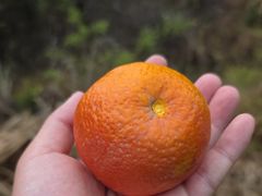 -舒家湾天主教堂