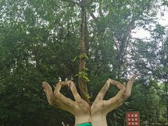 -瑞丽独树成林风景区