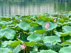 -飞来湖湿地公园