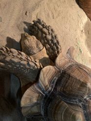 -Zoolung Zoolung动物主题公园(海信广场店)