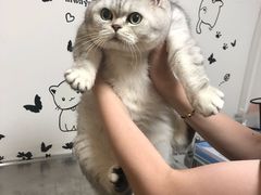 -申普宠物医院·心脏介入·心血管微创(总院)