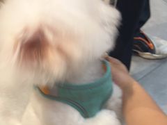 -帕帕拉兹宠物(亚洲旗舰店)