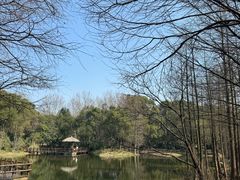 -上海滨江森林公园