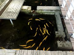 -Local泰莲庭(虹鳟鱼店)