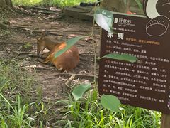-野象谷景区