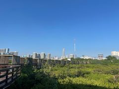 -福田红树林生态公园
