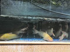 -胖大姐黄辣丁鱼庄(新津店)